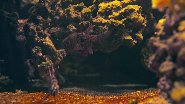 Sergeant Major Damselfish, Grouper and Snubnose Pompano swimming in 4K. Beautiful ocean fishes swimming in an aquarium in transparent waters between corals.