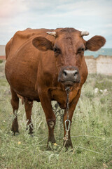 cattle grazing in the meadow. Pets: red cow close-up