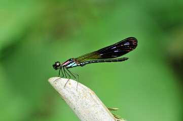 Heliochypha fenestrata male with wonderfull wings