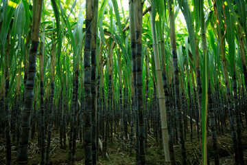 Sugarcane plants growing at field