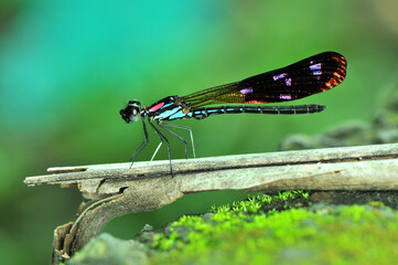 Heliochypha fenestrata male with wonderfull wings