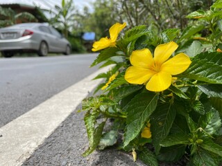 The yellow flowers on the roadside look beautiful along the way.