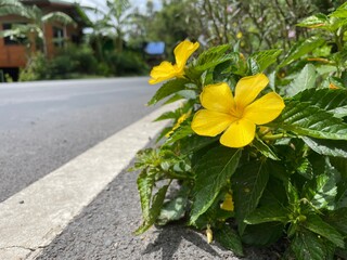 The yellow flowers on the roadside look beautiful along the way.