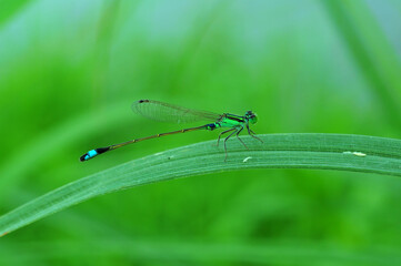 Ischnura senegalensis female