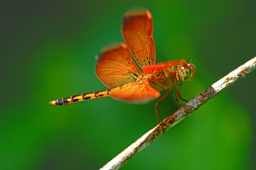 Neurothemis terminata young male