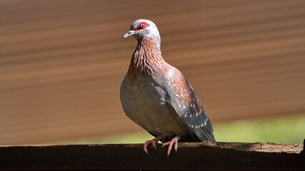 Speckled pigeon (Columba guinea) perched on a fence in a backyard in Pretoria, South Africa