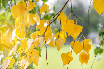 Fototapeta premium First signs of autumn. Golden branch on the birch tree, closeup. Bright sunny day.