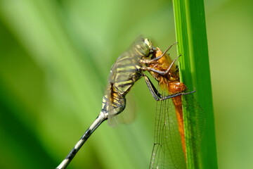 Dragonfly eat the other dragonfly