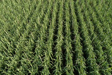 Aerial view of sugarcane plants growing at field