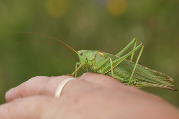 A rare Great Green Bush-cricket, Tettigonia viridissima, resting on a persons hand.