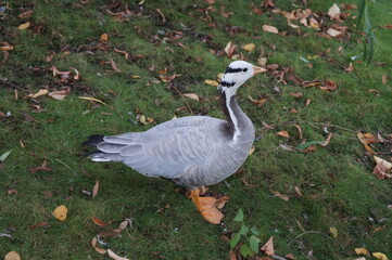 Close-up of waterfowl - gray duck on green grass