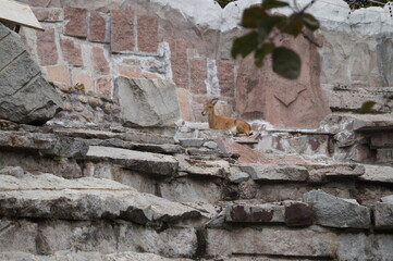A photograph of a vintor mountain goat on the rocks