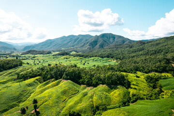 field scenery views and green fields on a clear day