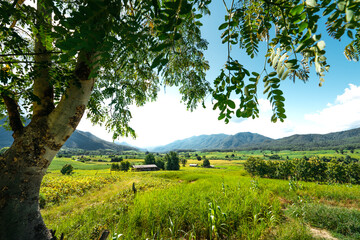 field scenery views and green fields on a clear day