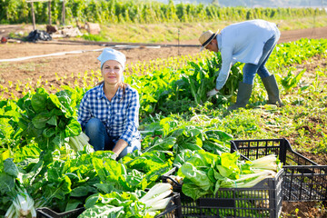 Young female amateur gardener engaged in organic vegetables growing, picking crop of ripe chard