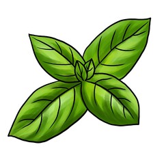 drawing plant of basil isolated at white background, hand drawn illustration