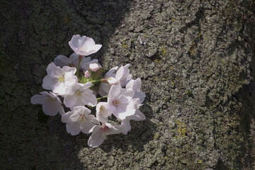 tree blossom