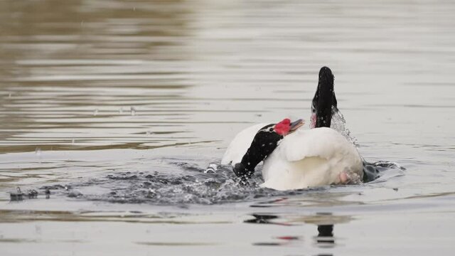 Close up shot of Swan diving and spite each other in lake,slow motion