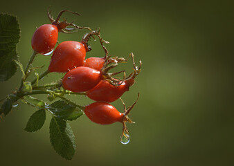 Hagebutten mit Wassertopfen