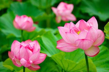 Obraz premium pink lotus flower