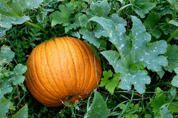 orange big pumpkin with green leaves on garden bed on bush in garden. fresh farm vegetable, harvest...