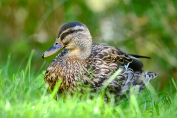 Ein Stockenten-Weibchen sitzt im Gras