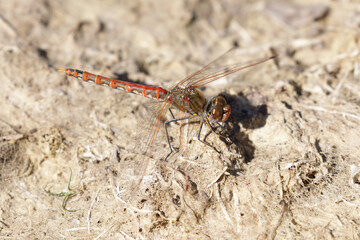 Variegated Meadowhawk (Adult Male) Dragonfly. Santa Clara County, California, USA.