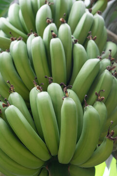 Green banana bunch. Herbaceous. Musaseae.