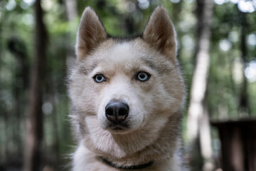 Portrait of a Siberian Husky with blue eyes.