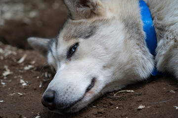 Close-up of a husky dog sleeping on the ground.
