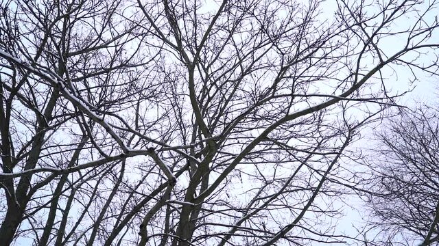 Snowy Treetops in Slow Motion