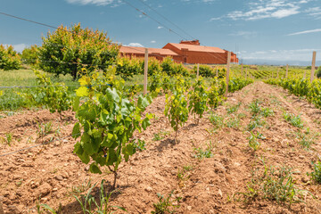 Smooth rows of grapes on the plantations at the winery. Agriculture and alcohol and wine production with farm building