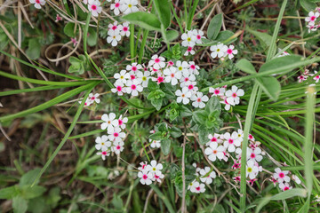 Androsace koso-poljanskii is a rare endangered species blooming at spring