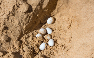 white reptile eggs in yellow hot sand in the sun