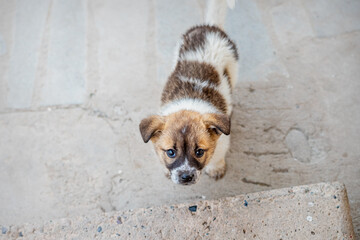 Cute stray puppy in search of a home and a new owner