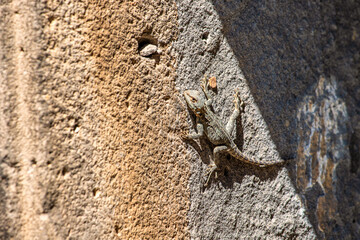 A lizard crawls along an ancient church on the wall