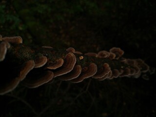 mushrooms on a tree