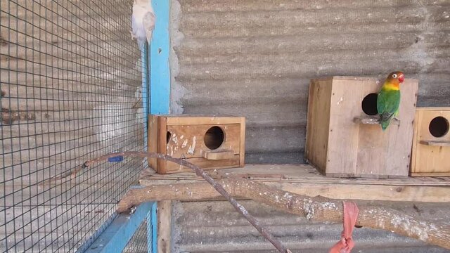 birds are inseparables. large, colorful, beautiful parrots. popular with fans of feathered exotics. pet shop. Veterinary clinic.