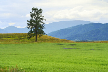 A tree in the Altai mountain valley