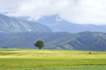 A tree in a green mountain valley