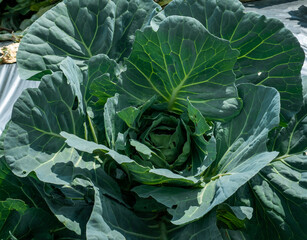 cabbage plants that are still planted in the field
