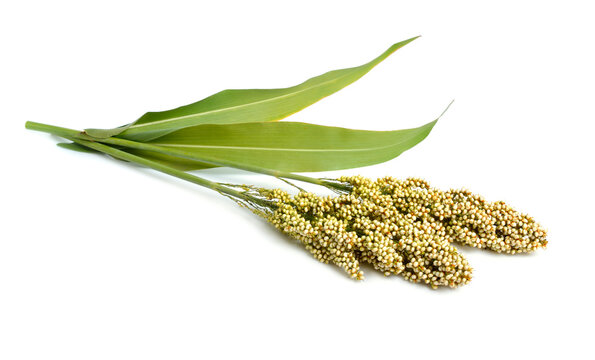 Sorghum bicolor, commonly called sorghum and also known as great millet, durra, jowari, jowar or milo. Isolated