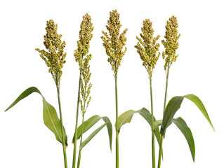 Sorghum bicolor, commonly called sorghum and also known as great millet, durra, jowari, jowar or...