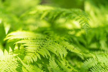 beautiful spring fern