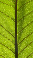 Close up kratom leaf, Green leaf background.