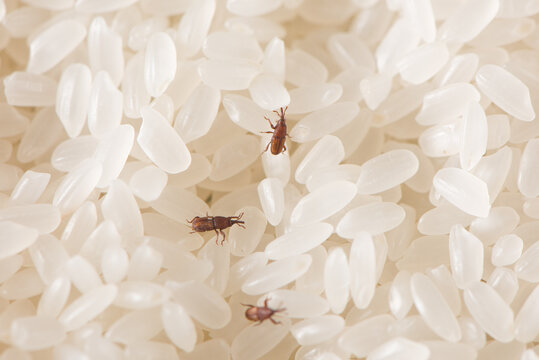Close up of adults rice weevils (Sitophilus oryzae) on rice grains.
