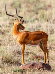 Impala looking back on something