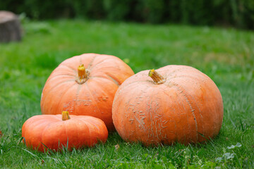 Three big pumpkins on green grass in autumn