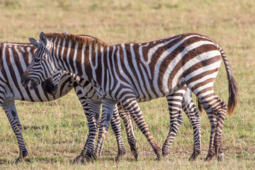 Fototapeta na wymiar Zebras walking on the savannah in Africa