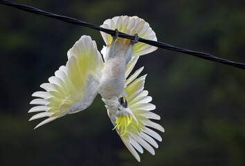 Just Hanging Out Playful Australian